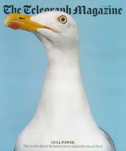 Telegraph magazine adam - telegraph, magazine:
